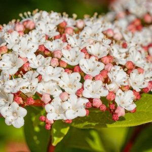 Viburnum tinus - Babérlevelű bangita