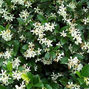 Trachelospermum jasminoides - Csillagjázmin