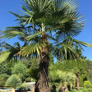 Trachycarpus fortunei - Kínai kenderpálma