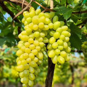 Vitis vinifera - Szőlő